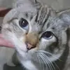 Amer Mahmud - @amer.mahmud79 - TikTok
