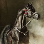 Amer Malas - @amermalas - Instagram