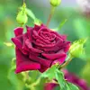 Amer Najm - @amer.najm3 - TikTok