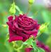 Amer Najm - Facebook