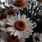 Amer Nasser - Facebook