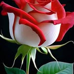 Amer Rahman - @amer.rahman.167 - Instagram