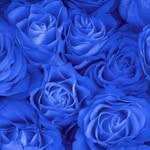 Amera Hasan - @amera.hasan.775 - Instagram