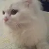 Amgad Maher - @amgad.maher15 - TikTok