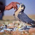 Amgad Soliman - Facebook