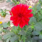 Ami Das - Facebook