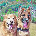 amichan - @amidas.3dog - Instagram