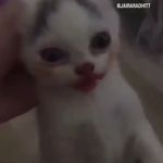 A MI ME GUSTA LA PEPSI - @ami_megusta_lapepsi_cat_day - Instagram