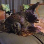Ami Downing - @ami_schnauzer - Instagram