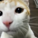 Francis 🐈 - @ami_francis_70 - Instagram