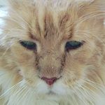 Amiguito the tailless - @ami_mainecoon - Instagram