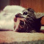 Amy McKay - @lilbillybumbler - Instagram