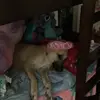 Amia - @amia.brown1 - TikTok