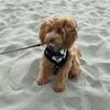 amie bell - @honeybellmaltipoo - TikTok