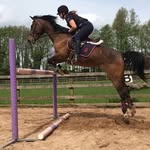 Amie Brown - @equine_amie01 - Instagram