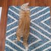 Jamie Kirchner - @tangcat - TikTok