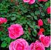 Akla Pther Pothik Ami - Facebook