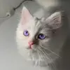 Aminajawad - @aminajawad03 - TikTok