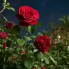 hammou.amina - @hammou_amina - TikTok