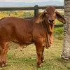 amir raheem - @amirraheem16 - TikTok