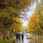 amir.rouhani - @amir.rouhani.sh - Instagram