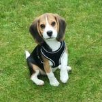 Amirahowardmurtagh - @amirahugoandteddy09 - Instagram