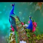 Amitha Murali - @amitha.murali.94 - Instagram