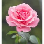 amitoj bhullar - @dr.amitoj - Instagram