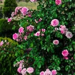 Amjad Haj Ebrahim - @amjadhajebrahim - Instagram