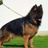 d.r amjad kennel kpk🇵🇰 - @amjadhajj721 - TikTok