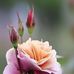 Amjad Kazmi - Facebook