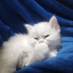Aml Ebrahim - @jana_nona26 - Instagram