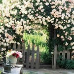 Amna Munir - @amnamunir10175 - Instagram