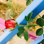 Amol Palekar - @amol_palekar_ - Instagram