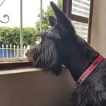 Amora - @amora.scottiegirl - Instagram