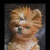 Amora e Scott - @amora.scott - TikTok