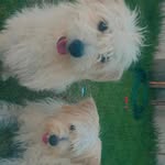 amora e scotty - @amora_e_scotty - Instagram