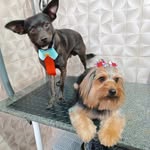 @amoraandscott - Instagram