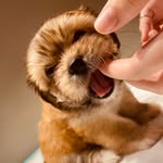Amora&Scott - @amora_scott_pets - Instagram