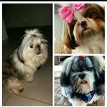 cachoros lindos - @amora_deimom_scott - Instagram