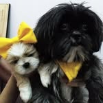SCOTT 💛 e AMORA ❤ Lhasa Apso - @scott_eamora - Instagram