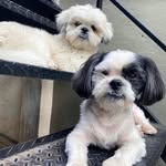 Scott e Amora - @scotteamora_dogs - Instagram