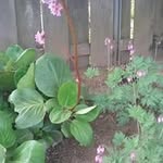 Amos Douglas - @alrobertson941 - Instagram