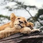 Amos Lucas - @amos_lucas_enos - Instagram