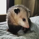 Amos Moses O. Possum - @amos_moses_o_possum - Instagram