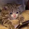 nashnaviamosdelapena - @nashnaviamosdelapena - TikTok