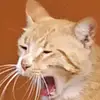 rocio - @amparitogonzalez4 - TikTok