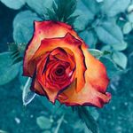 Amparo polanco - @alejandrina.polanco - Instagram