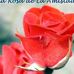 Amparo Williams Castellanos - Facebook
