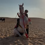 Amr Amin - @amoori_kheil2 - Instagram